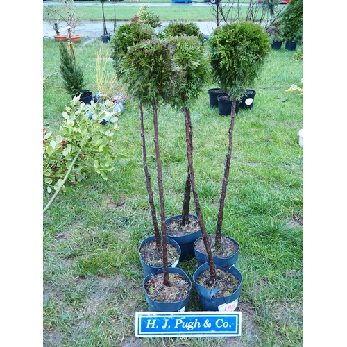 196 - Standard Thuja 4ft - 5