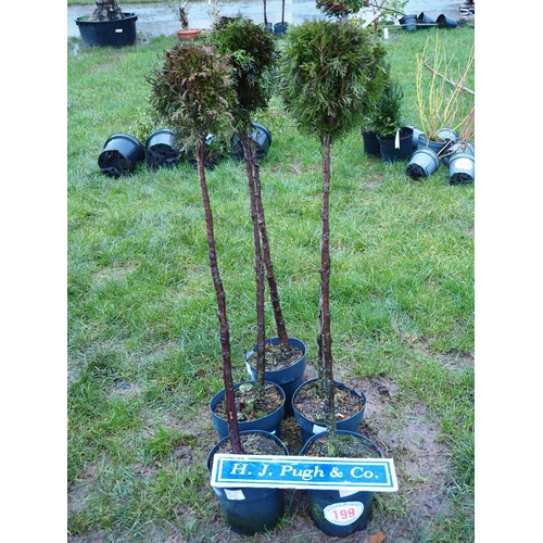 199 - Standard Thuja 4ft - 5