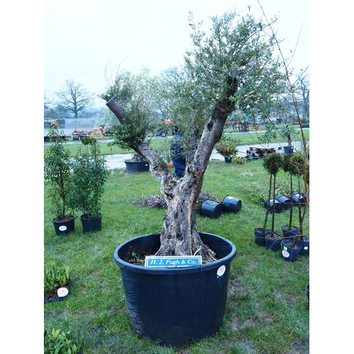 203 - Ancient Olive tree 10ft - 1