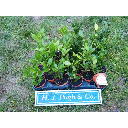 207 - Bay Hedging - 24