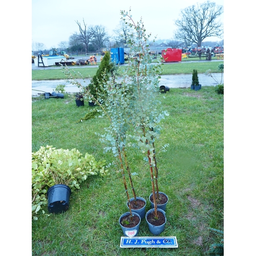 208 - Eucalyptus - 4