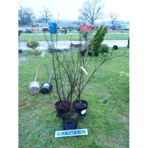 210 - Prunus Cistena - 3