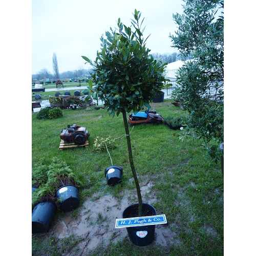 259 - Standard Bay tree 6ft - 1
