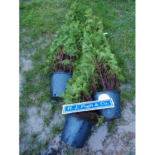 261 - Thuja 4ft - 3
