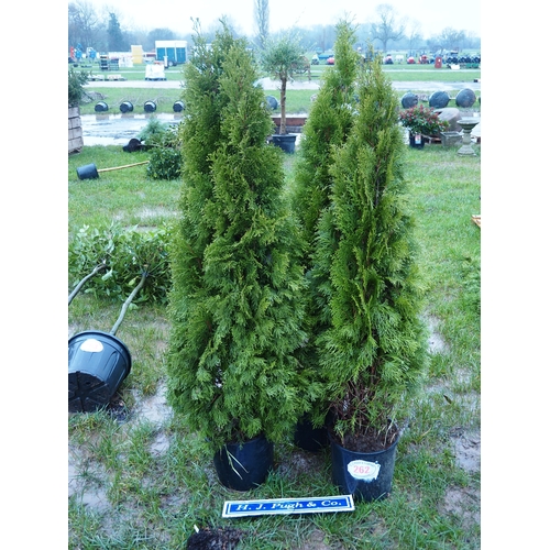 262 - Thuja 5ft - 3