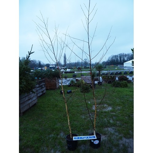 264 - Betula 10ft - 2