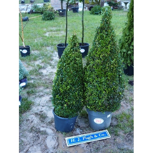 265 - Pyramid Box plant - 1 + 1