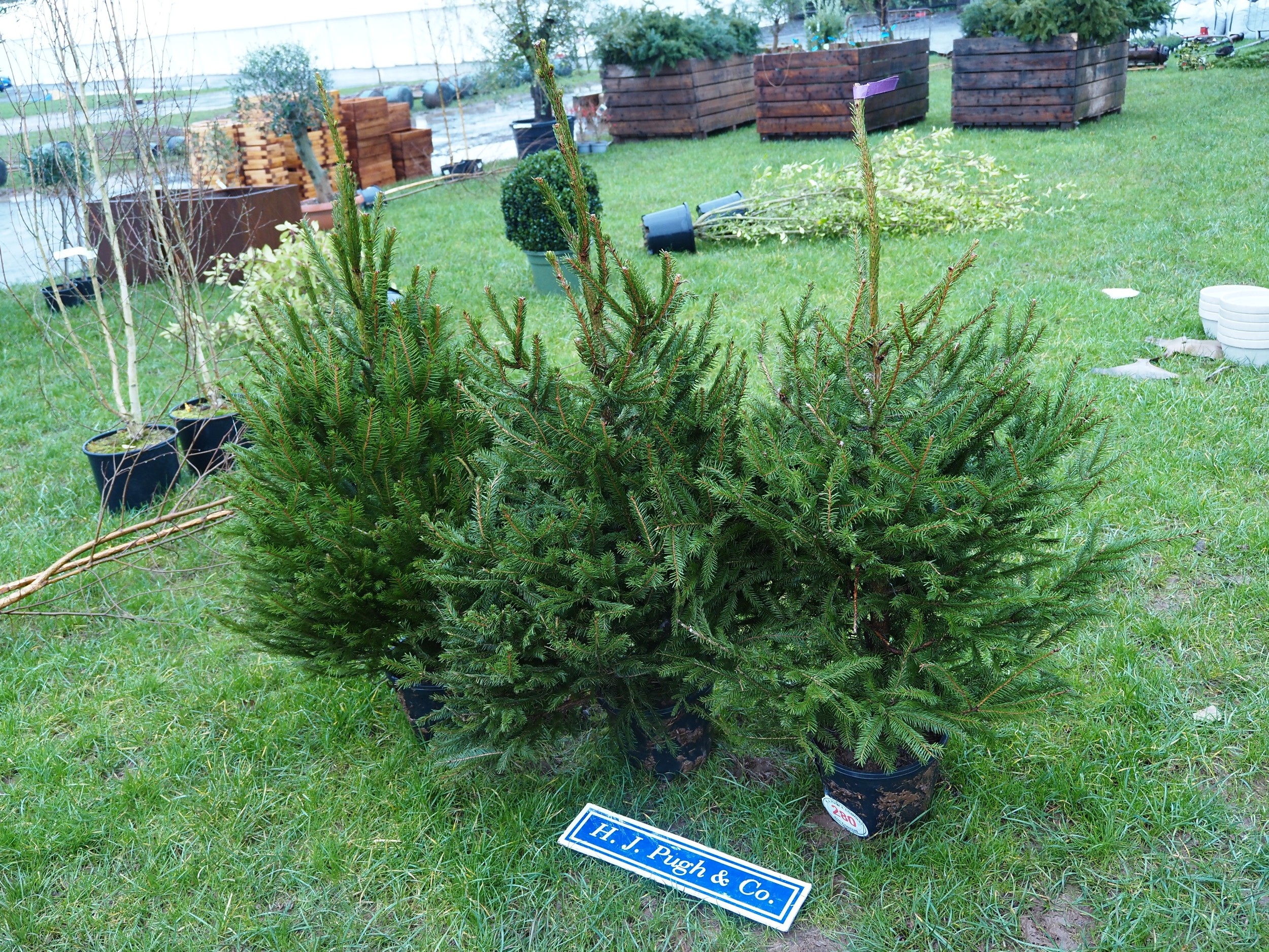Potted Norway Spruce trees - 3