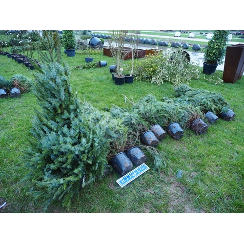 Potted Serbian Spruce trees 4ft - 10