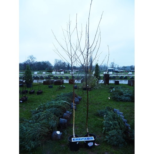 286 - Silver Birch Jacquemontii 10ft - 2