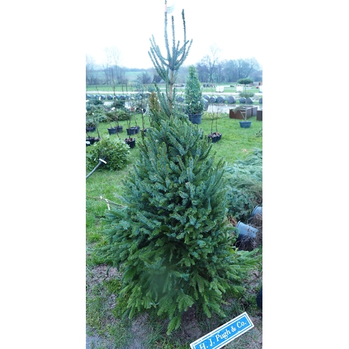 287 - Potted Serbian Spruce 3/4ft - 9