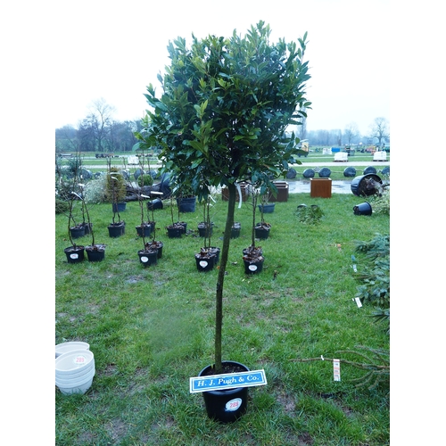 288 - Standard Bay tree 6ft - 1