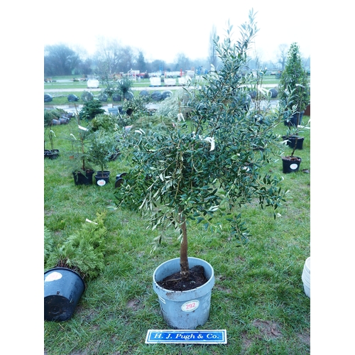 292 - Standard Olive tree 5ft - 1