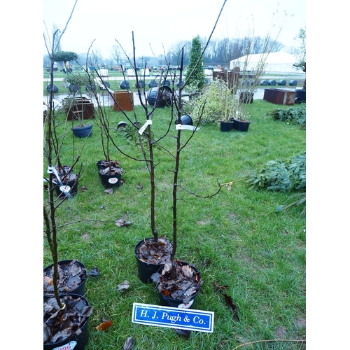 295 - Victoria Plum 5ft - 2