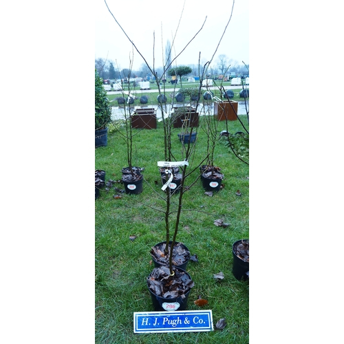 296 - Apple Golden Delicious - 2