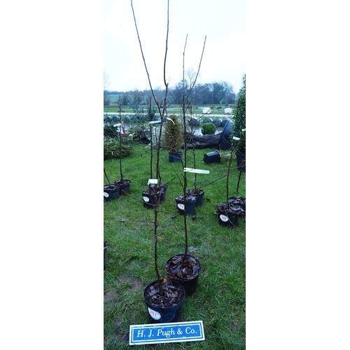 297 - Apple Discovery - 2