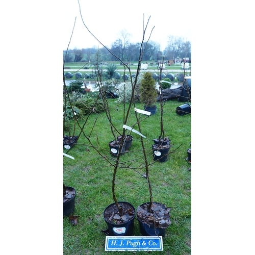 298 - Apple Golden Delicious - 1 + 1 other