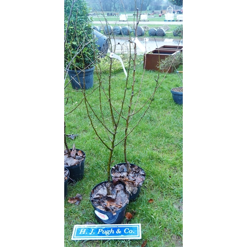 306 - Pear Conference - 2