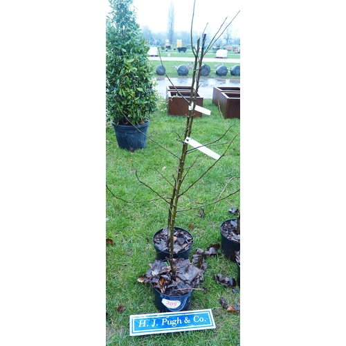 309 - Apple Golden Delicious - 2