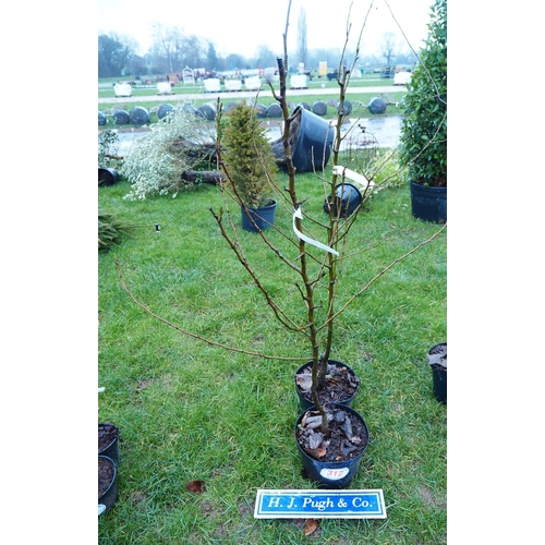 312 - Pear Conference - 2