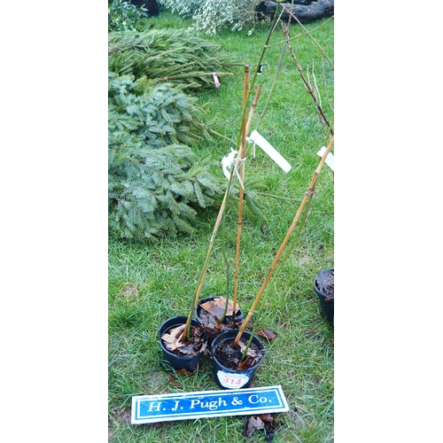 314 - Japanese Maple - 3