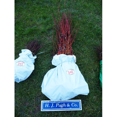 346 - Scarlett Willow hedging - 25