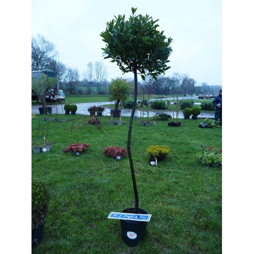 367 - Standard Bay tree 8ft - 1
