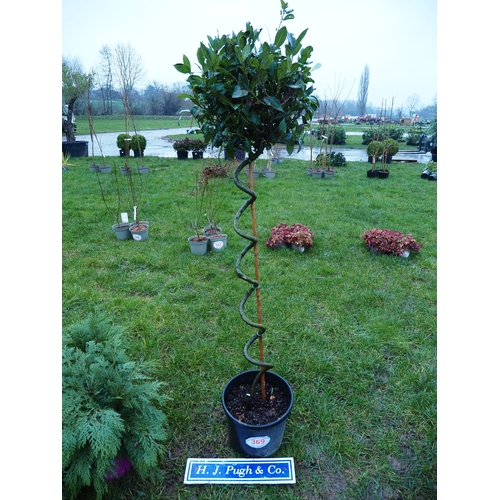 369 - Twisted Bay tree 6ft - 1