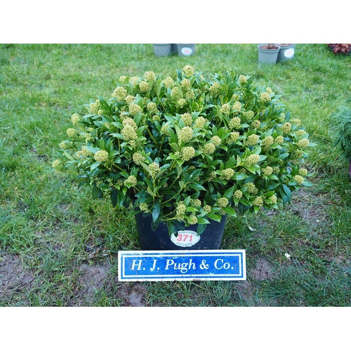 371 - Skimmia - 1