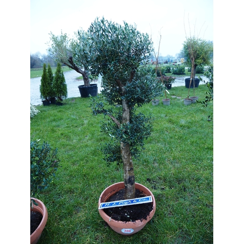 386 - Shaped Olive tree 5ft - 1