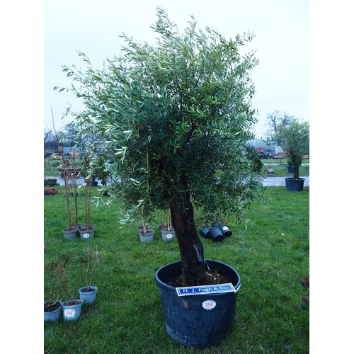 394 - Specimen Olive tree 10ft - 1