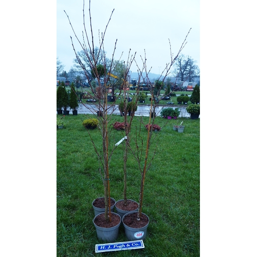 404 - Prunus 7ft - 4