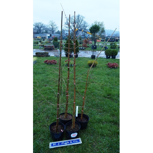 405 - Acer Campestre 6ft - 4