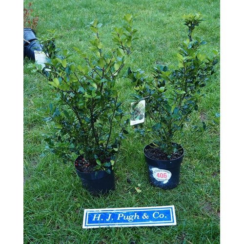 406 - Ilex - 2