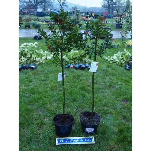 409 - Standard Ilex 5ft - 2