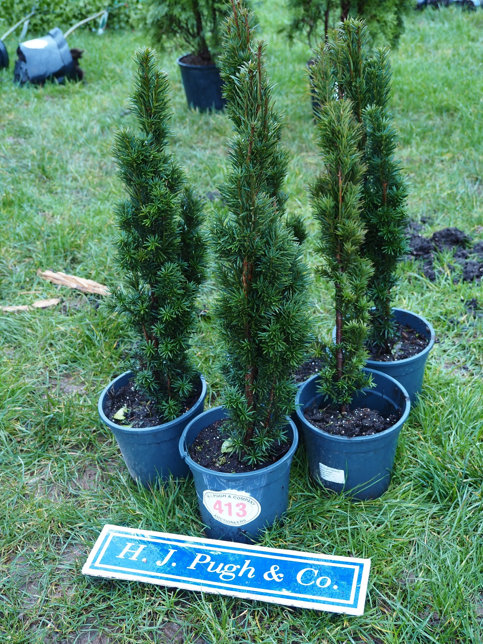 Upright Yew trees - 5