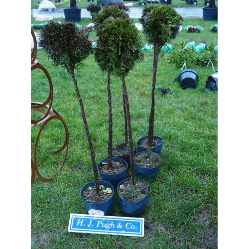 415 - Standard Thuja 4ft - 6