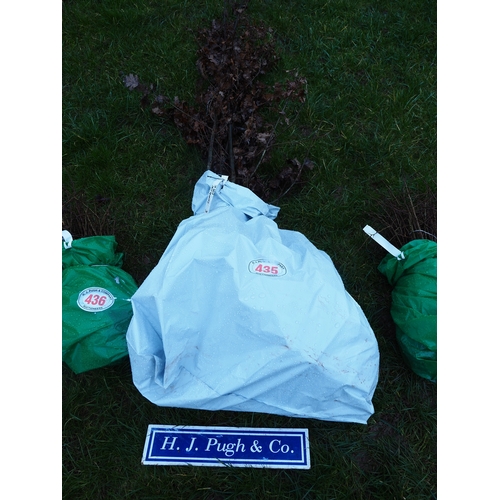 435 - Oak hedging - 5