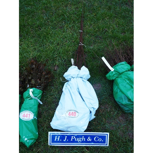 440 - Field Maple hedging - 3