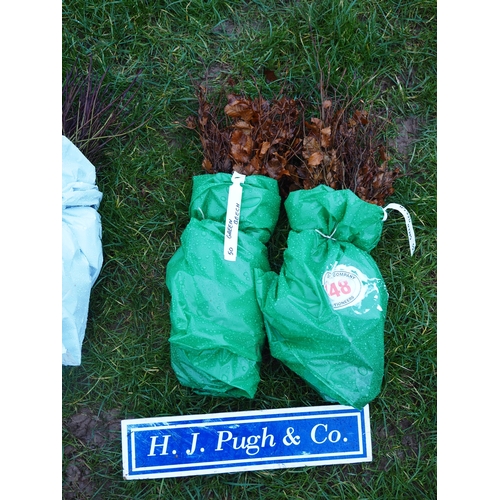 448 - Green Beech hedging - 100