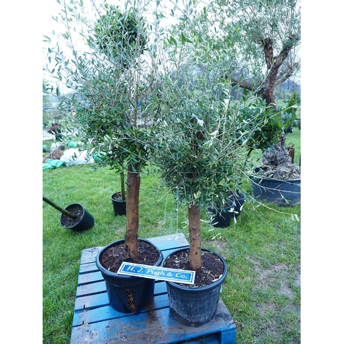 454 - Standard Olive trees 5ft - 2