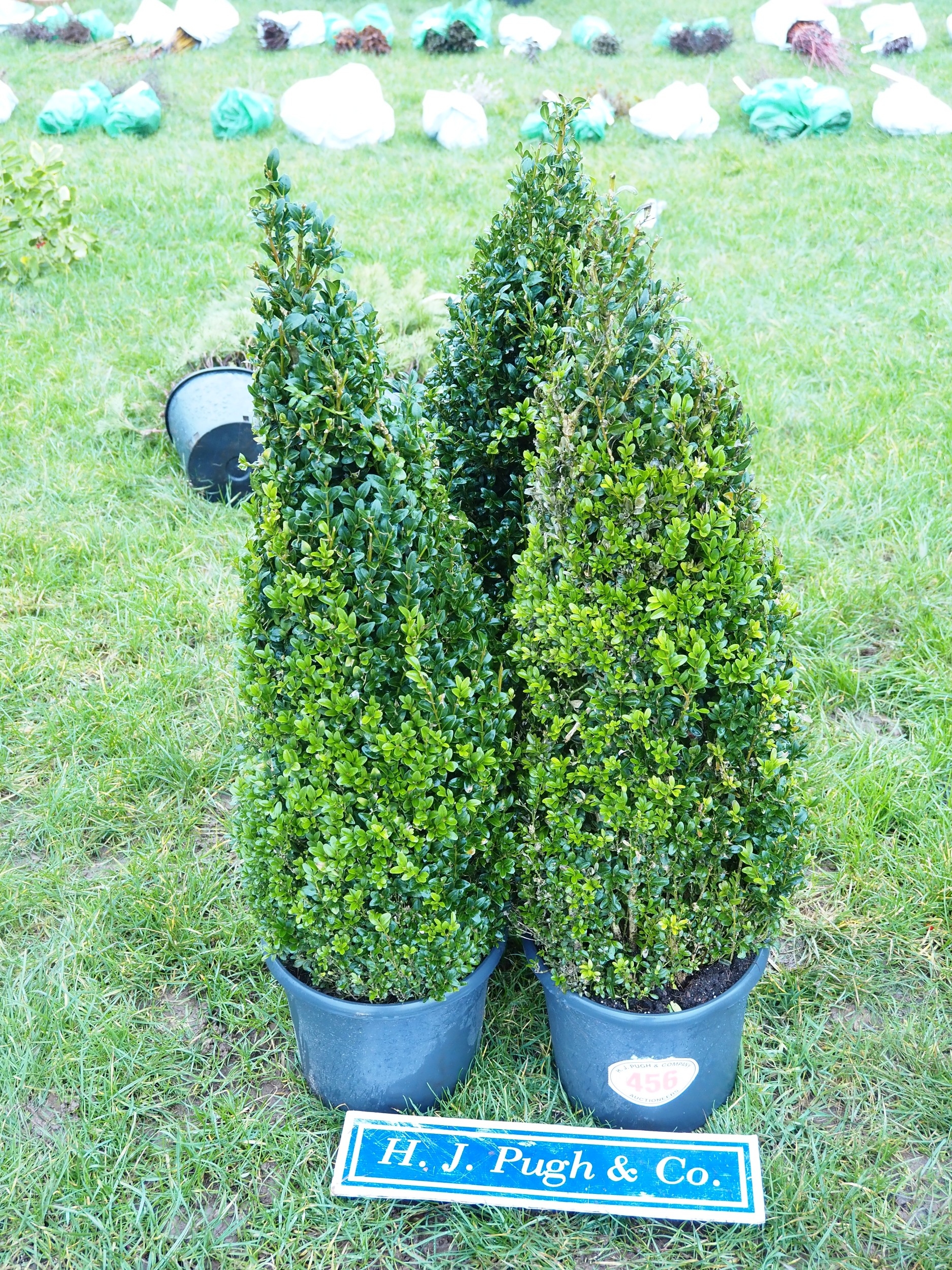 Pyramid box plants 4ft - 3