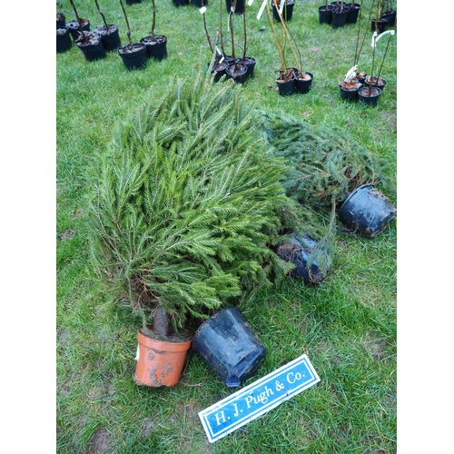 468 - Pot grown Spruce trees - 4