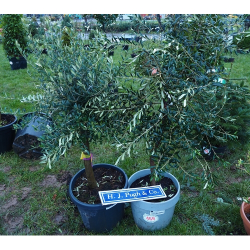 469 - Standard Olive trees 4ft - 2