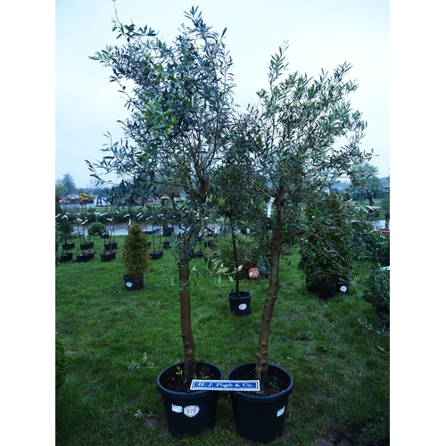470 - Standard Olive trees 10ft - 2