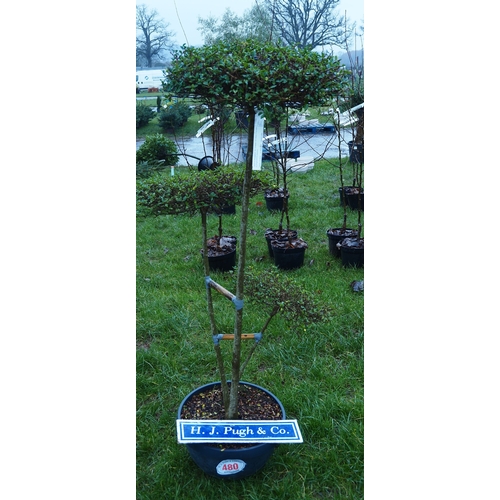 480 - Ligustrum Pom Pom tree 5ft - 1