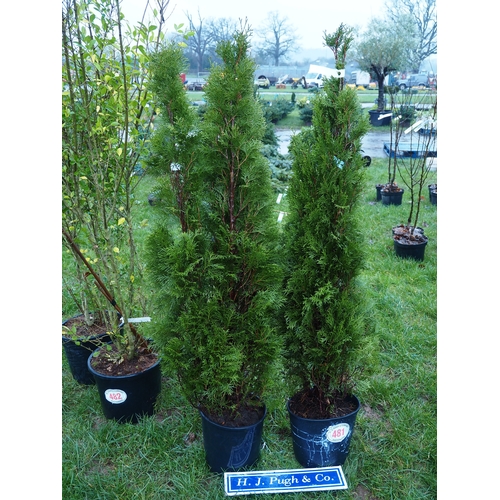 481 - Thuja 4ft - 2