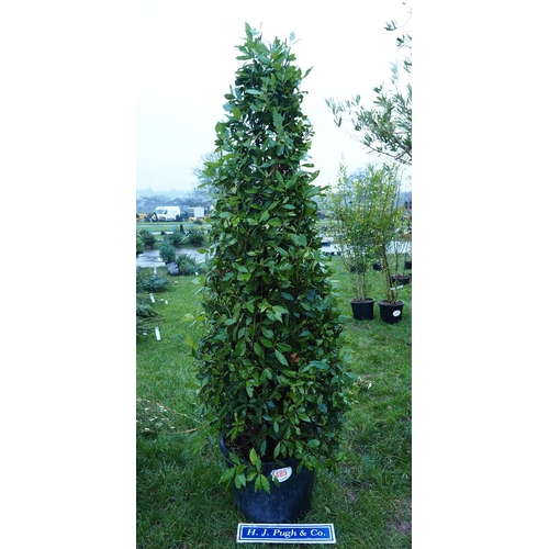 485 - Bay tree 7ft - 1