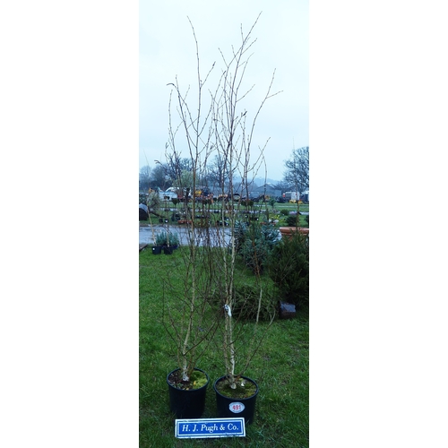 491 - Silver Birch Jacquemontii 8ft - 2