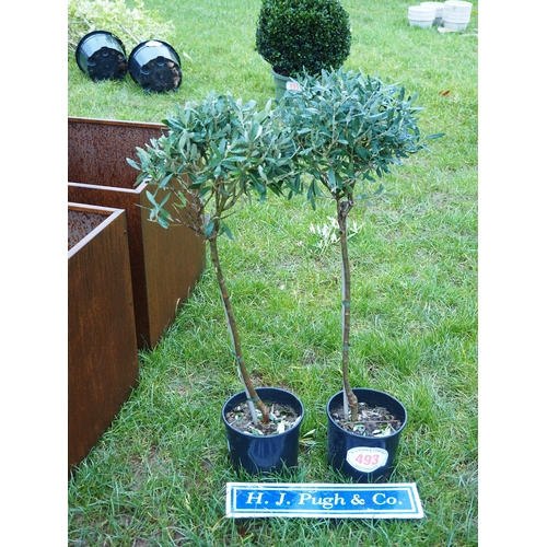493 - Standard Olive trees 3ft - 2